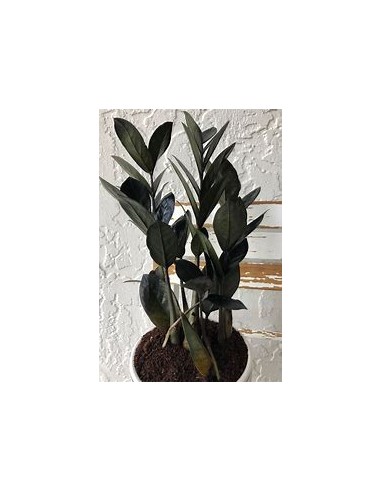 1 ZZ Zamia black plant - Zamioculcas Black...