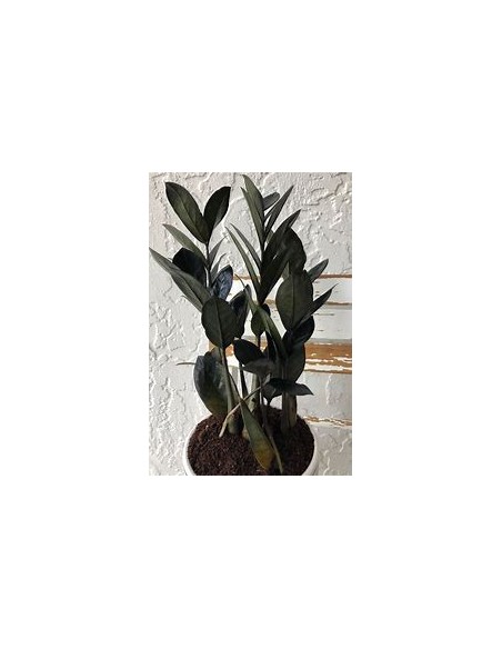 1 ZZ Zamia black plant - Zamioculcas Black raven - Large black plant - Online nursery