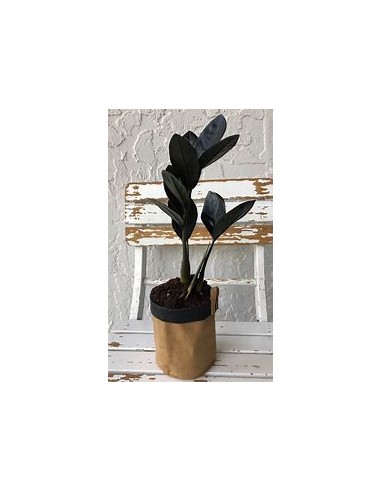 1 ZZ Zamia black plant - Zamioculcas Black...