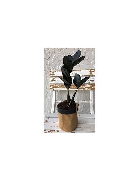 1 ZZ Zamia black plant - Zamioculcas Black raven - Large black plant - Online nursery