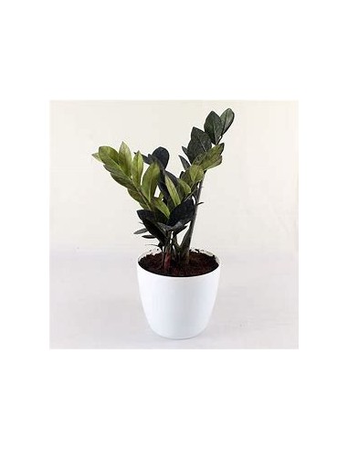 1 Planta de ZZ Zamia negra - Zamioculcas Black...