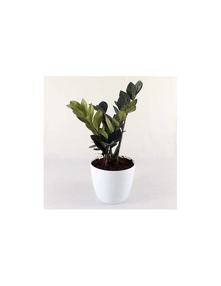 1 ZZ Zamia black plant - Zamioculcas Black raven - Large black plant - Online nursery