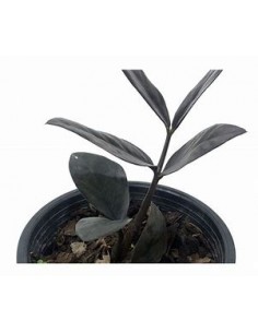 1 Plant of ZZ zamia negra...