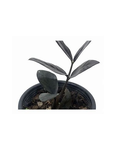 1 Planta de ZZ zamia negra Bebe zamioculcas black raven bebe- Vivero por Internet