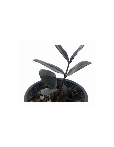 1 Plant of ZZ zamia negra Bebe zamioculcas black raven baby- Online Nursery
