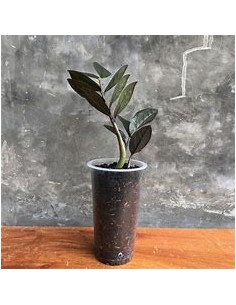 1 Planta de ZZ zamia negra... 2