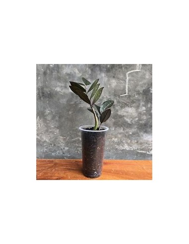 1 Plant of ZZ zamia negra Bebe zamioculcas...