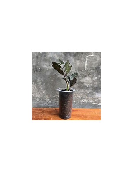 1 Plant of ZZ zamia negra Bebe zamioculcas black raven baby- Online Nursery