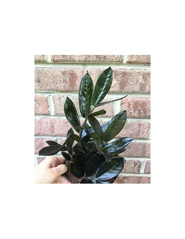 1 Plant of ZZ zamia negra Bebe zamioculcas...
