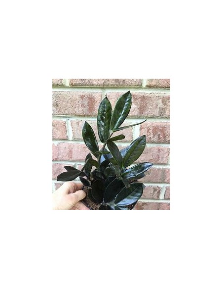 1 Plant of ZZ zamia negra Bebe zamioculcas black raven baby- Online Nursery