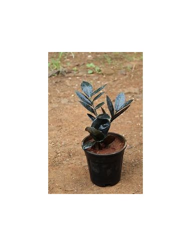 1 Plant of ZZ zamia negra Bebe zamioculcas...
