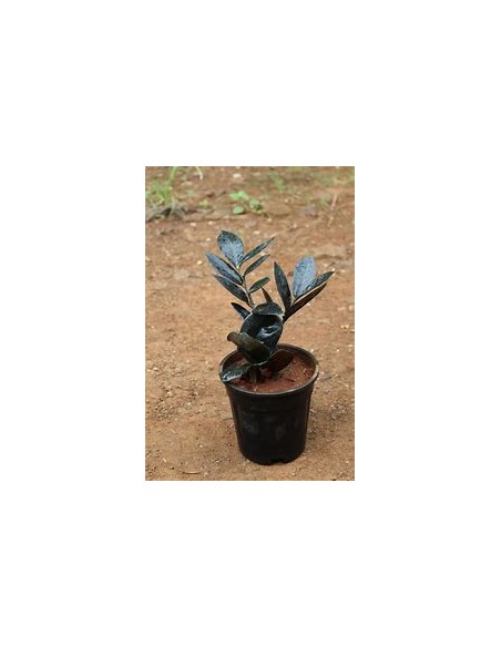 1 Plant of ZZ zamia negra Bebe zamioculcas black raven baby- Online Nursery