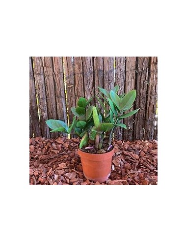 1 Plant of green zamia zamioculcas zamioculcas regular form- Online Nursery