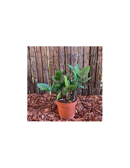 1 Plant of green zamia zamioculcas zamioculcas regular form- Online Nursery