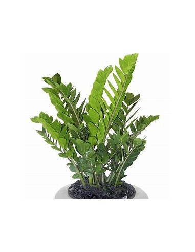 1 Plant of green zamia zamioculcas zamioculcas...
