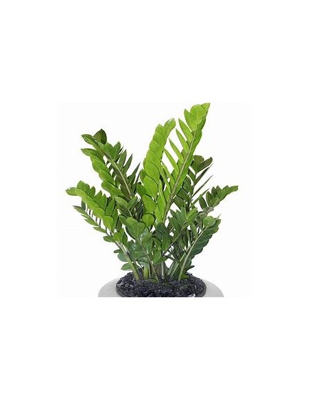 1 Plant of green zamia zamioculcas zamioculcas regular form- Online Nursery