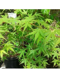 1 Arbolito de Maple japones (Acer palmatum) Follaje verde comun - Arce japones en Mexico venta Arces raros