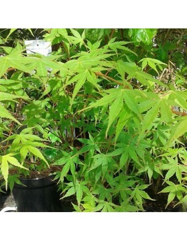 1 Arbolito de Maple japones (Acer palmatum) Follaje verde comun - Arce japones en Mexico venta Arces raros