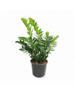 1 Plant of green zamia... 2