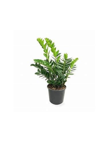 1 Plant of green zamia zamioculcas zamioculcas...