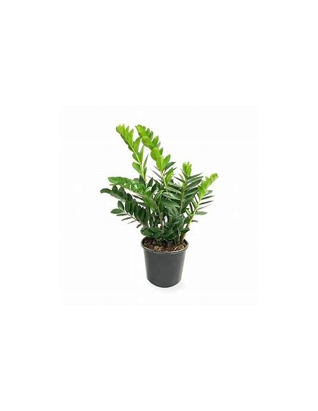 1 Plant of green zamia zamioculcas zamioculcas regular form- Online Nursery
