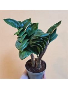 1 Plant of ZZ zamia...