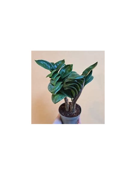 1 Plant of ZZ zamia ''Dwarf'' ''zenzi'' The indestructible plant- Nursery by Internet