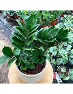 1 Plant of ZZ zamia... 2