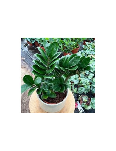 1 Plant of ZZ zamia ''Dwarf'' ''zenzi'' The...