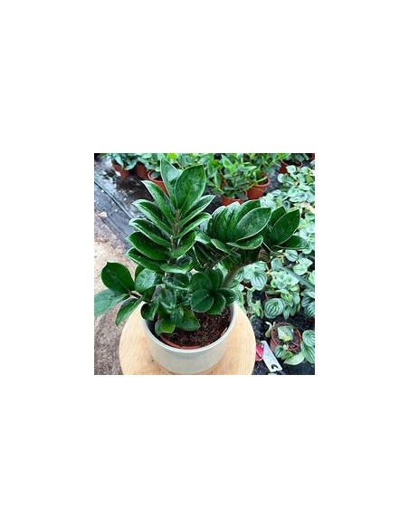 1 Plant of ZZ zamia ''Dwarf'' ''zenzi'' The indestructible plant- Nursery by Internet
