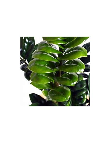 1 Plant of ZZ zamia ''Dwarf'' ''zenzi'' The...
