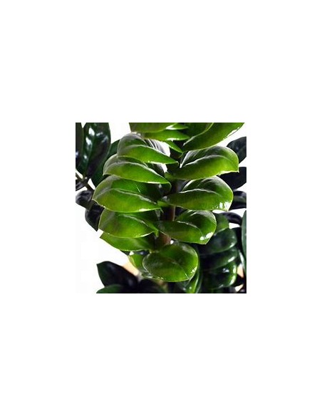 1 Plant of ZZ zamia ''Dwarf'' ''zenzi'' The indestructible plant- Nursery by Internet