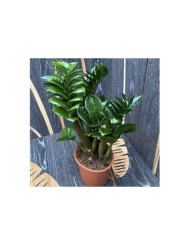 1 Plant of ZZ zamia ''Dwarf'' ''zenzi'' The...