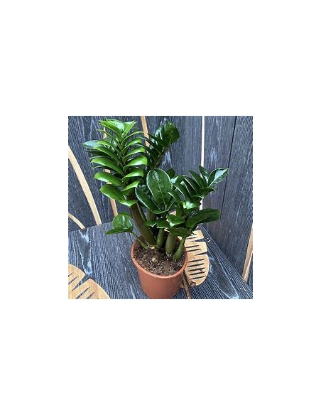1 Plant of ZZ zamia ''Dwarf'' ''zenzi'' The indestructible plant- Nursery by Internet
