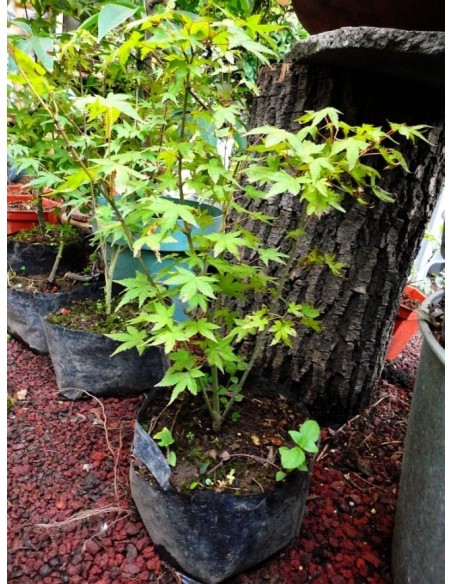 1 Arbolito de Maple japones (Acer palmatum) Follaje verde comun - Arce japones en Mexico venta Arces raros
