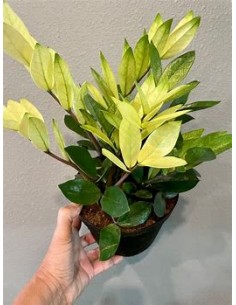 1 Planta de ZZ zamia,...