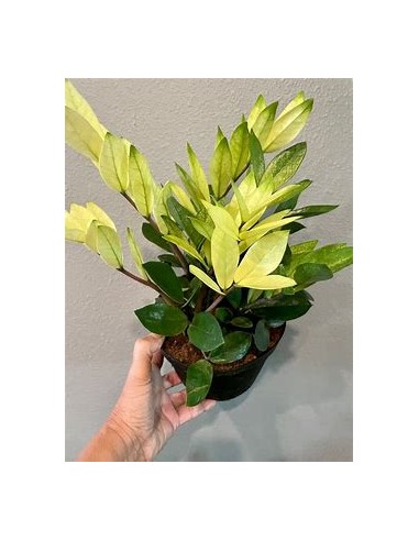 1 Planta de ZZ zamia, Chamaleon - Neon zamioculcas planta de sombra- Vivero por Internet