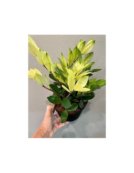 1 ZZ zamia plant, Chamaleon - Neon zamioculcas shade plant - Online Nursery