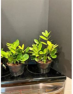 1 ZZ zamia plant, Chamaleon... 2