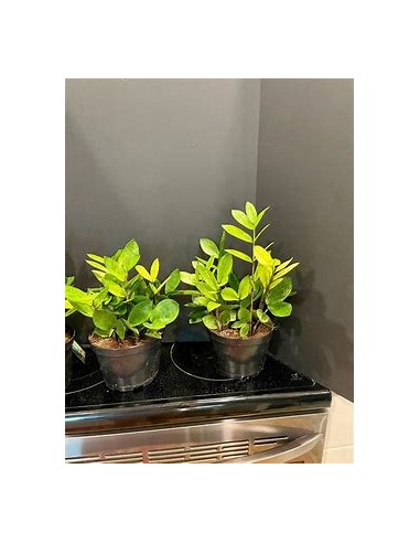 1 ZZ zamia plant, Chamaleon - Neon zamioculcas...