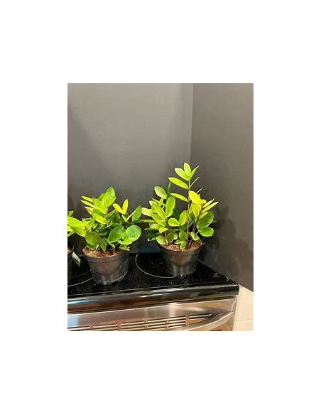 1 ZZ zamia plant, Chamaleon - Neon zamioculcas shade plant - Online Nursery