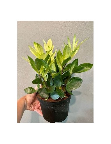 1 ZZ zamia plant, Chamaleon - Neon zamioculcas...