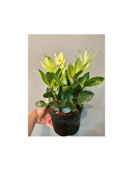 1 ZZ zamia plant, Chamaleon - Neon zamioculcas shade plant - Online Nursery