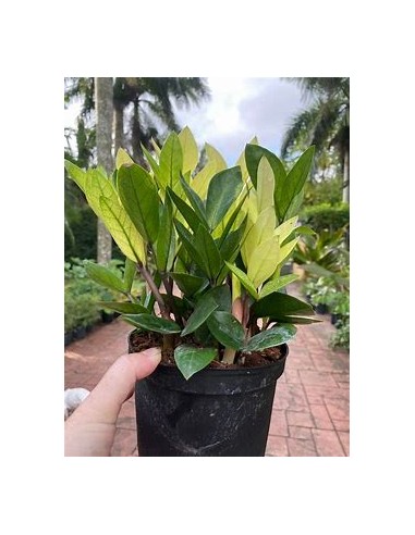 1 ZZ zamia plant, Chamaleon - Neon zamioculcas...