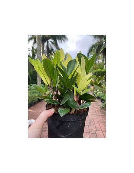 1 ZZ zamia plant, Chamaleon - Neon zamioculcas shade plant - Online Nursery