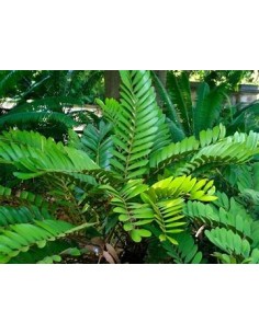 1 Zamia furfuracea Plant -...