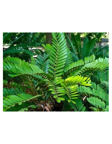 1 Zamia furfuracea Plant - Luxury Mexican Cicada - Internet Nursery