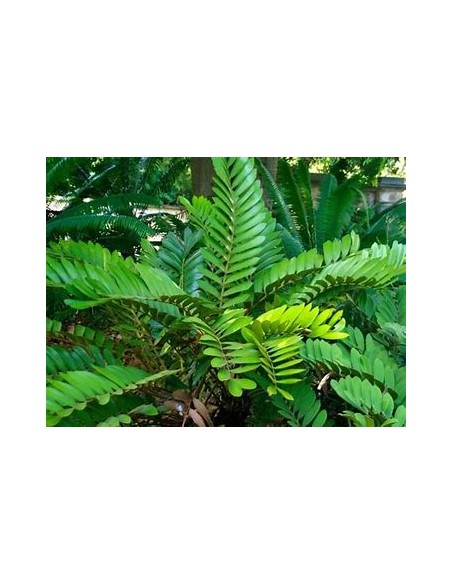 1 Planta de Zamia furfuracea - Cicada mexicana de lujo- Vivero por Internet