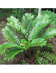 1 Zamia furfuracea Plant -... 2