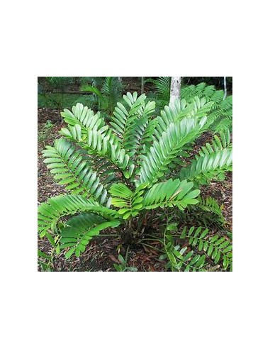 1 Planta de Zamia furfuracea - Cicada mexicana...